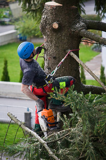 Why Choose Our Tree Removal Services in Salamatof, AK?