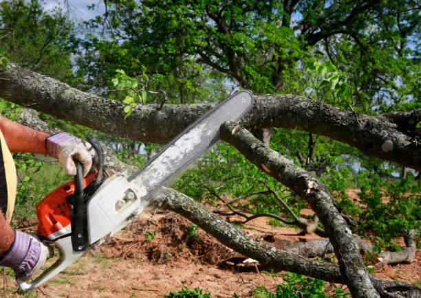 Salamatof, AK Tree Services Company