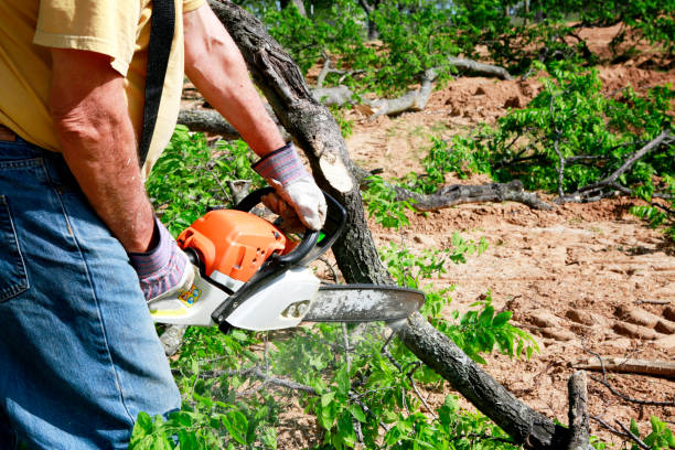 Best Arborist Consultation Services  in Salamatof, AK